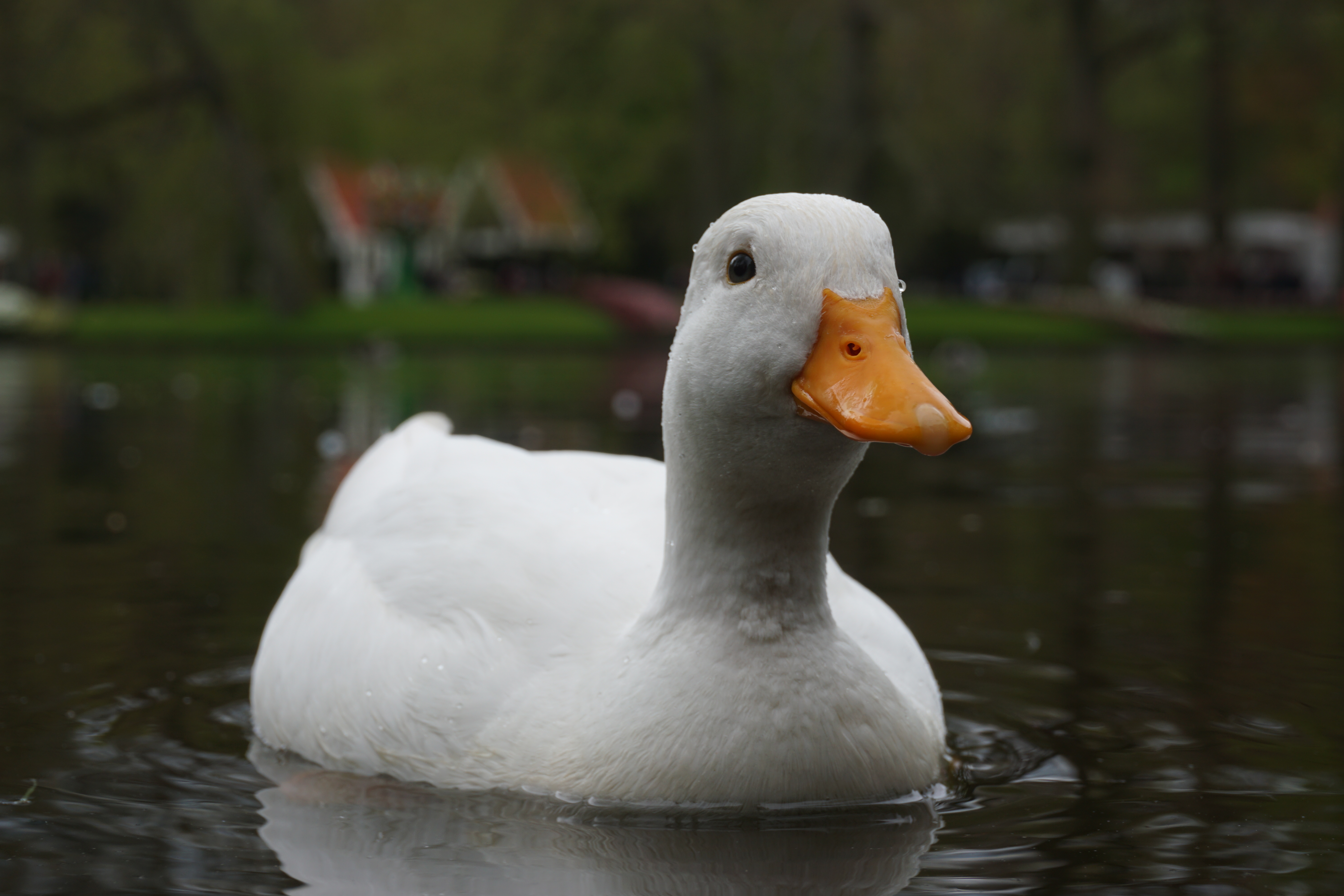 Duck